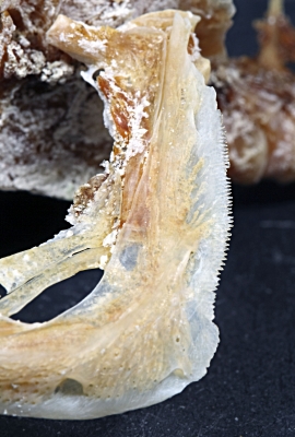 Crenicichla saxatilis tandkammen fra gællelågets kant