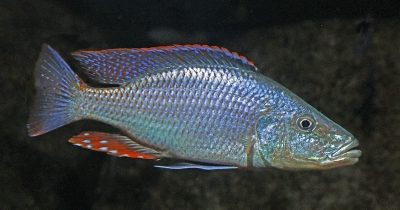 Dimidiochromis compressiceps