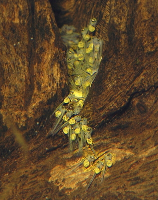 Panamius panamense larver
