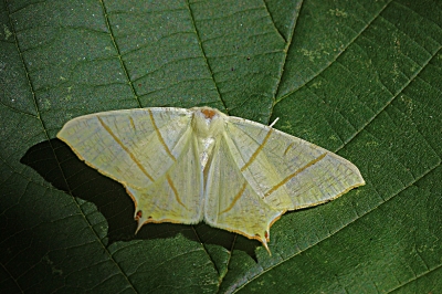 Ourapteryx sambucaria