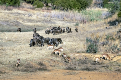 Parti fra Zebra lodge Sydafrika