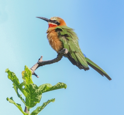 White - fronted Bee eater. Merops bullockoides