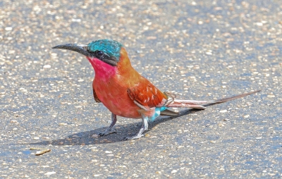Southern Carmine Bee eater. Mesops nubicoides