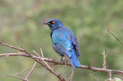Cape Glossy Starling. Lamprotornis nitens