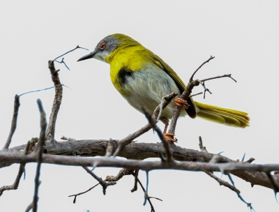 Yellow Breasted Apalis