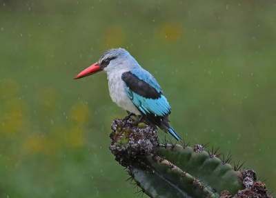 Woodland Kingfisher. Halcyon senegaleensis
