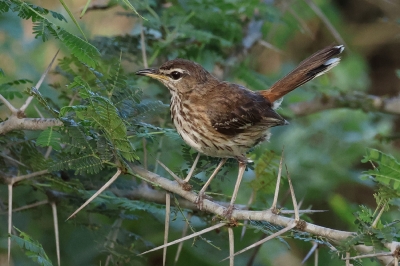 White Browed Scrub Robin. Cercotrichas leucophrys
