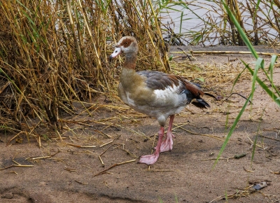 Egyptian Goose. Alopochen aegyptiaca