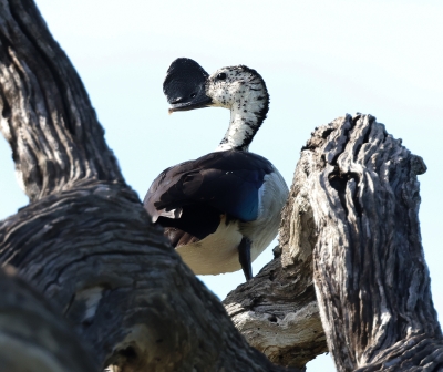Knob Billed Duck. Sakidiornis melanotus