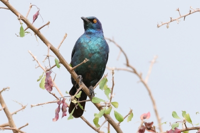 Cape Glossy. Starling Lamprotornis nitens