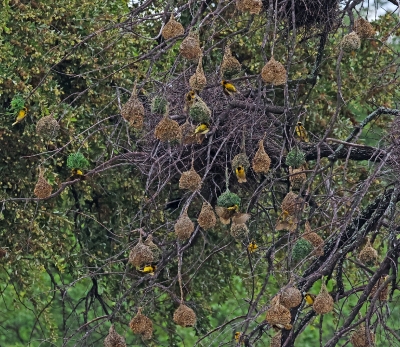 Væverfugle koloni