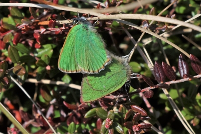 Grøn Busk sommerfugl Callophrys rubi
