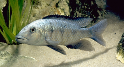 Forssochromis rostratus