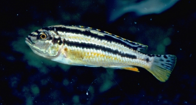 Melanochromis auratus_1