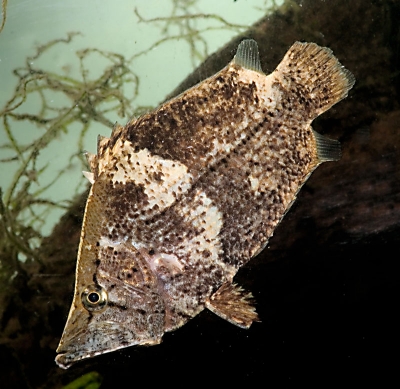 Monocirrhus polyacantus  Bladfisk