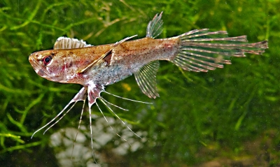 Pantodon bucholzi  Sommerfuglfisk