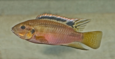 Benitichromis  nigrodorsalis
