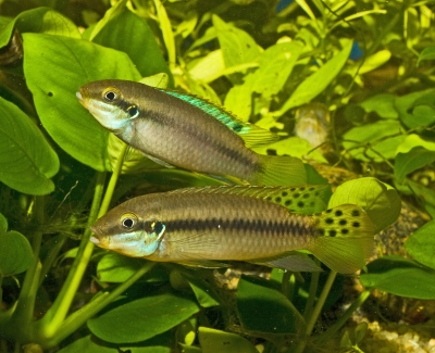 Enimatochromis lucanusi