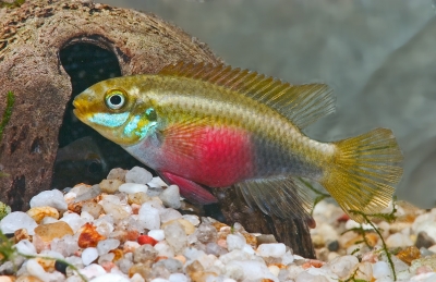 Pelvicachromis sacrimontis hun
