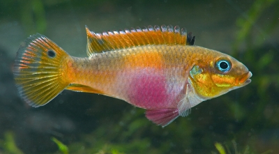 Pelvicachromis taeniatus Wouri hun