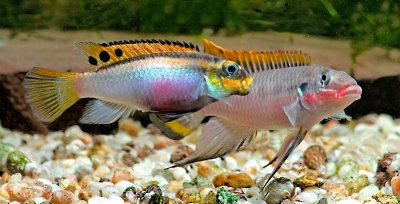 Pelvicachromis taeniatus par Nigeria