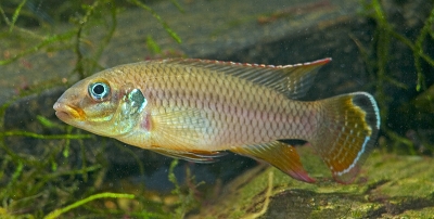 Pelvicachromis taeniatus Wouri han