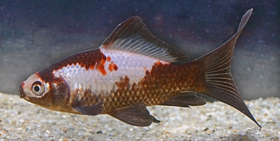 Guldfisk variant